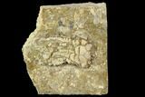 Fossil Crinoid (Cymbiocrinus) - Alabama #118873-1